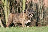 BULLDOG ANGLAIS 077